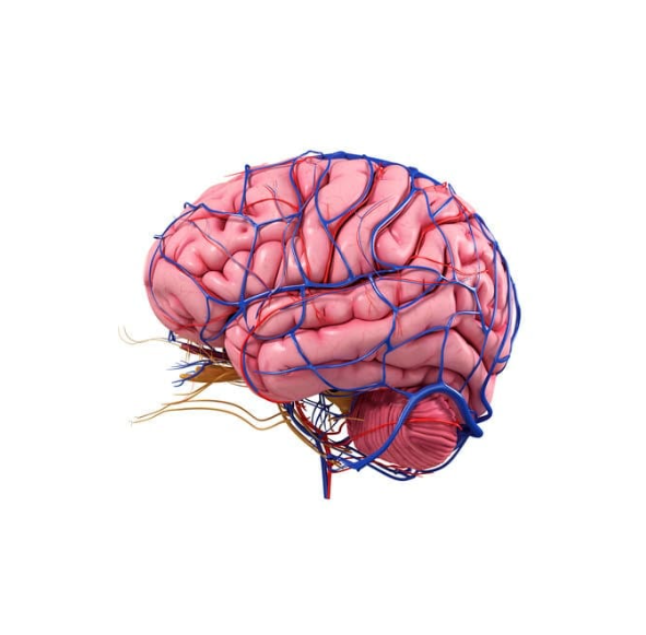 Como a Estimulação Somatossensorial Pode Melhorar a Plasticidade Cerebral Através da Neuromodulação.